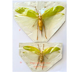 Pseudophyllus sp. (Java) - male